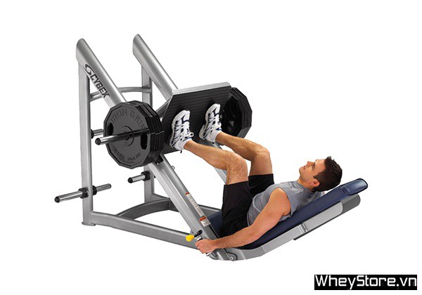 Workout là gì? Tầm quan trọng của workout trong thể hình