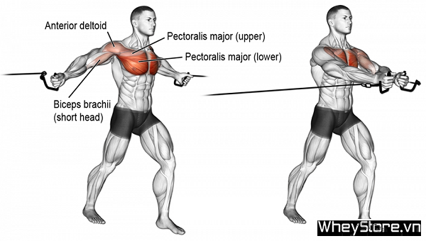 Workout là gì? Tầm quan trọng của workout trong thể hình